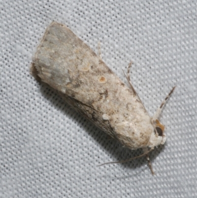 Spodoptera exigua