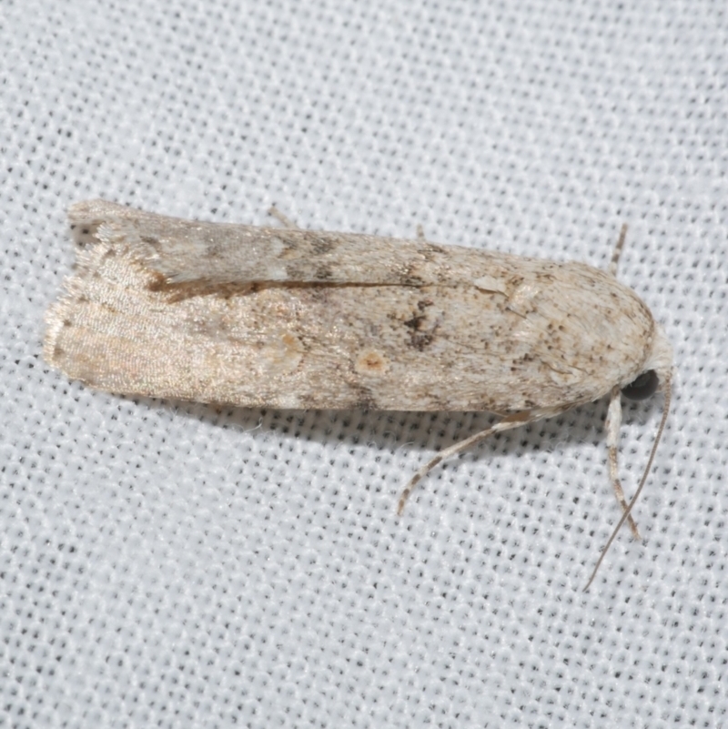 Spodoptera exigua