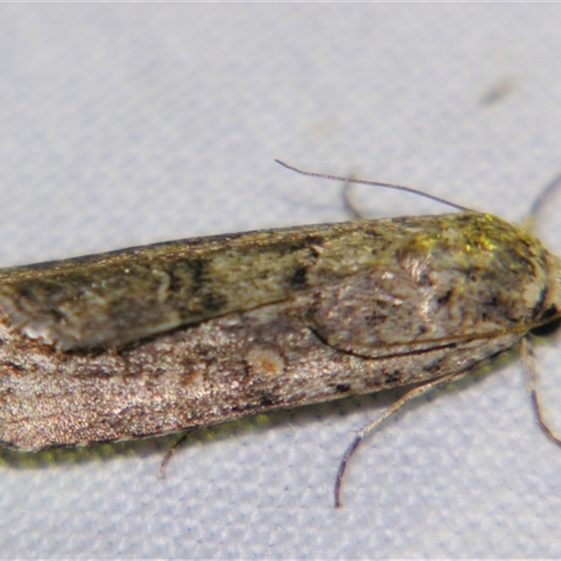 Spodoptera exigua