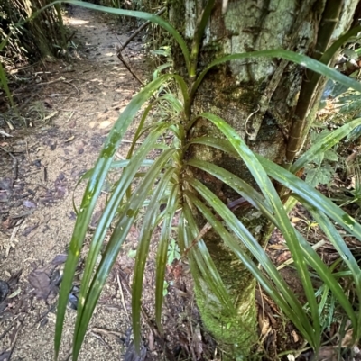 Freycinetia excelsa