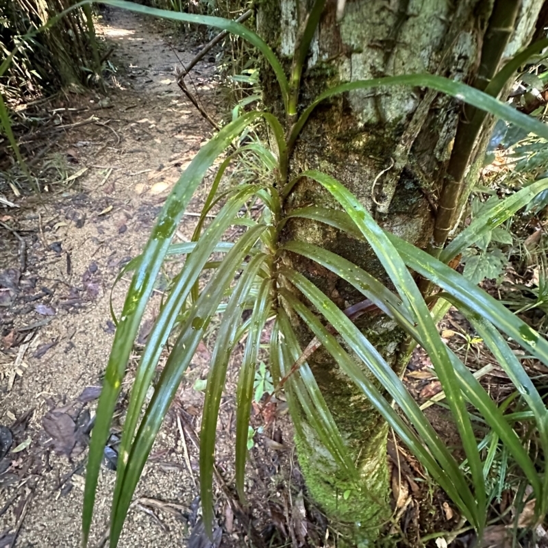 Freycinetia excelsa