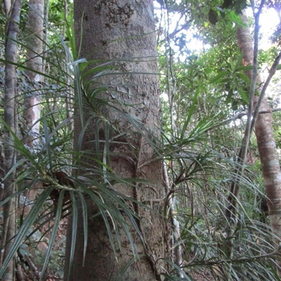 Freycinetia excelsa