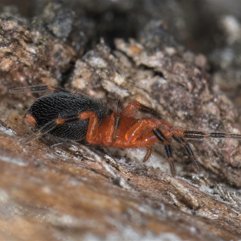 Scotospilus sp. (genus)