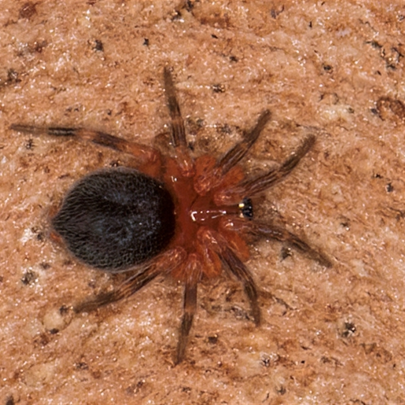 Scotospilus sp. (genus)