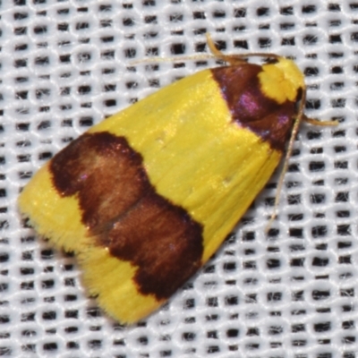 Heterallactis microchrysa