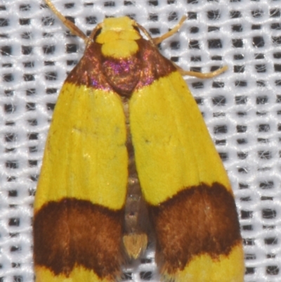 Heterallactis microchrysa