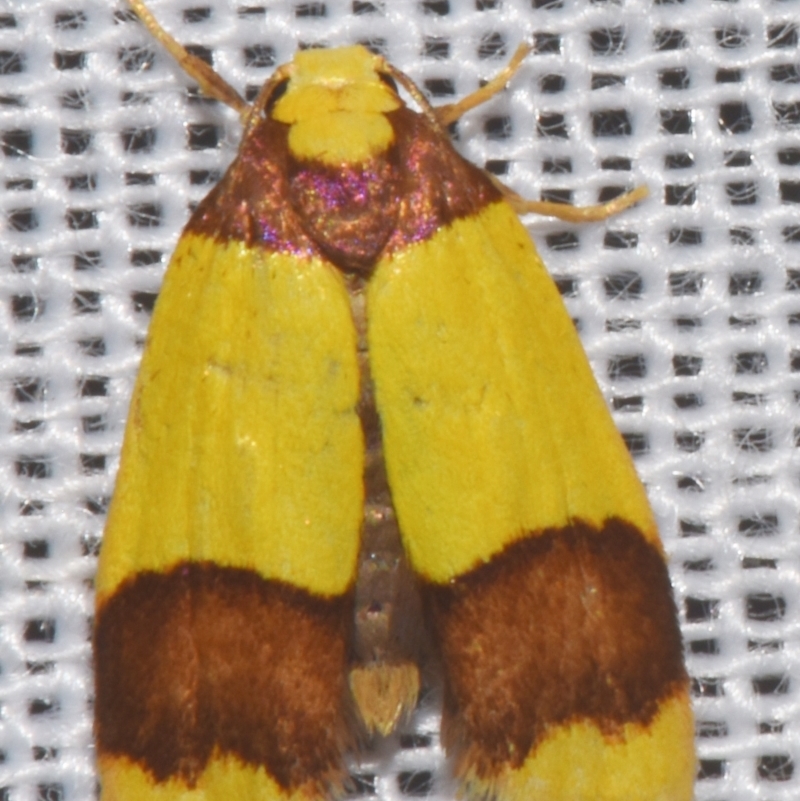 Heterallactis microchrysa