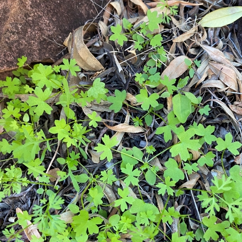 Hydrocotyle trachycarpa