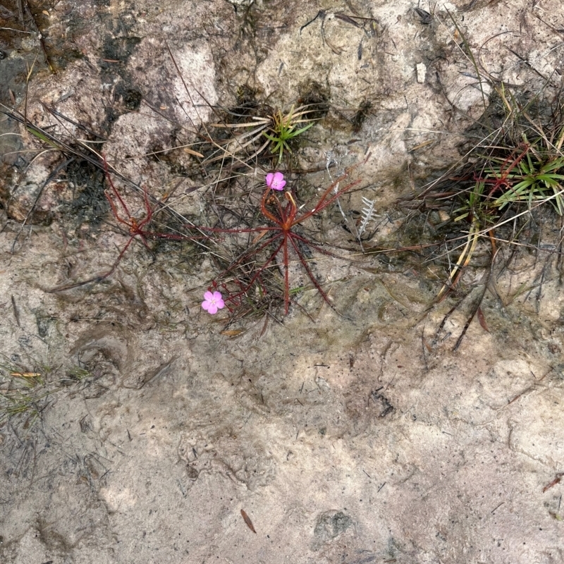 Drosera serpens