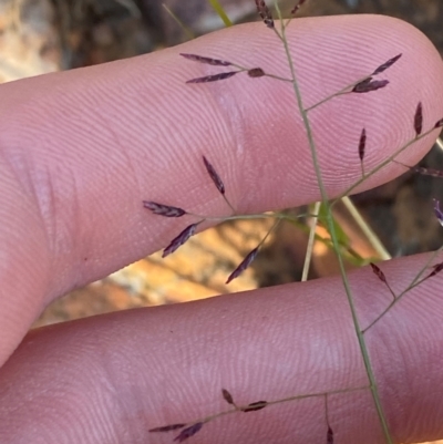 Eragrostis lacunaria