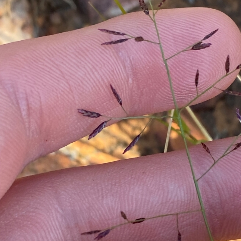 Eragrostis lacunaria