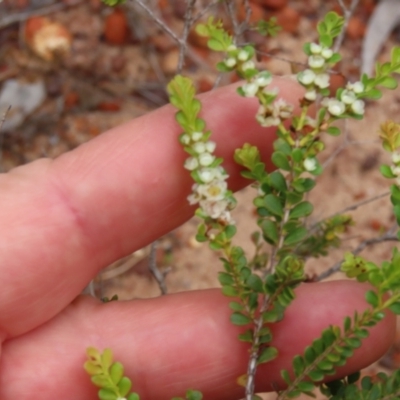 Thryptomene oligandra