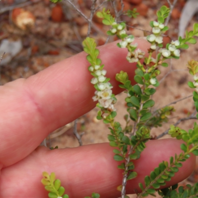 Thryptomene oligandra