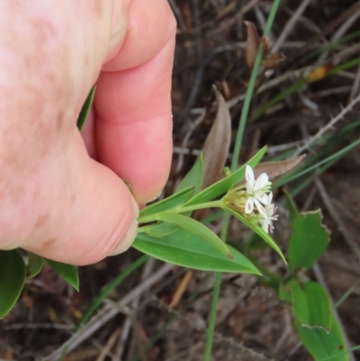 Schelhammera multiflora