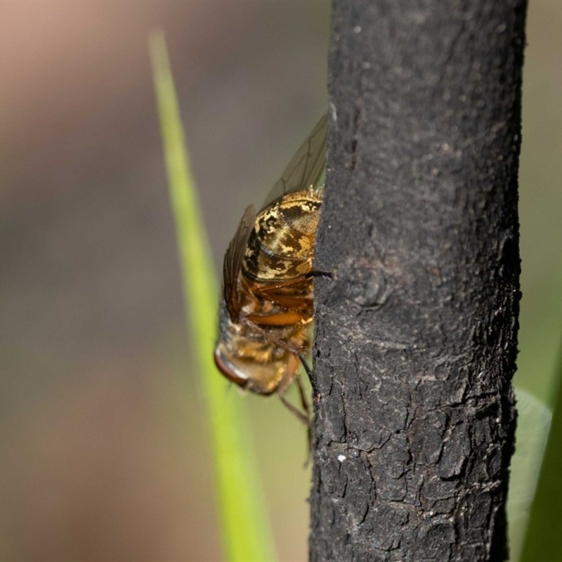 Calliphora stygia