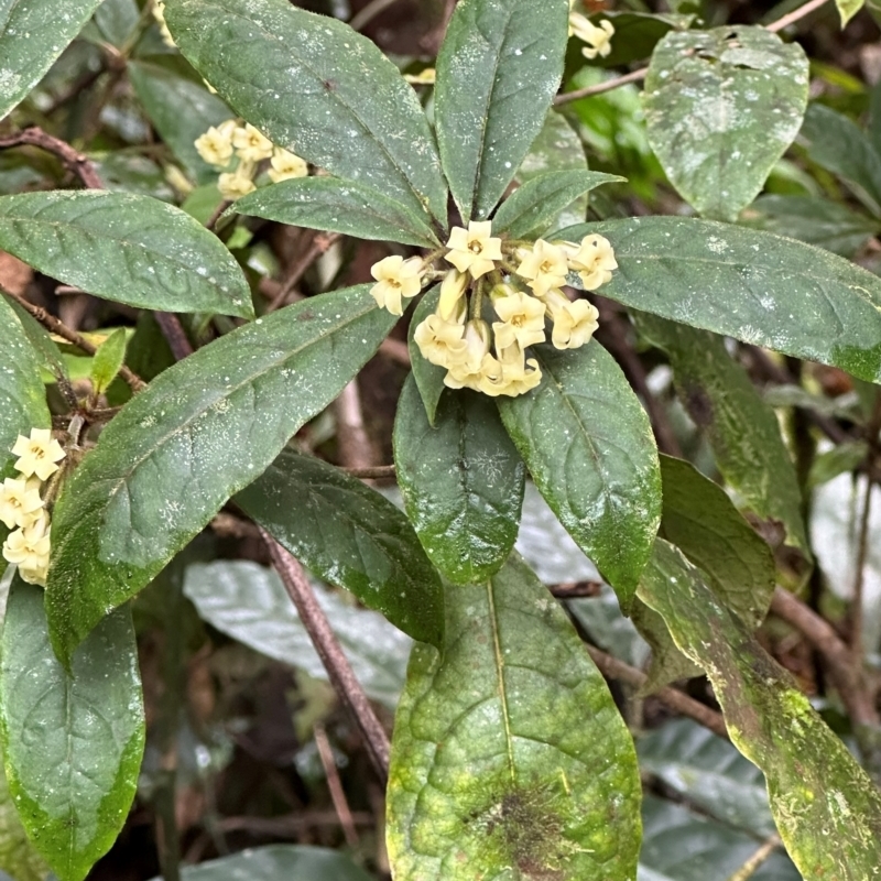 Pittosporum rubiginosum