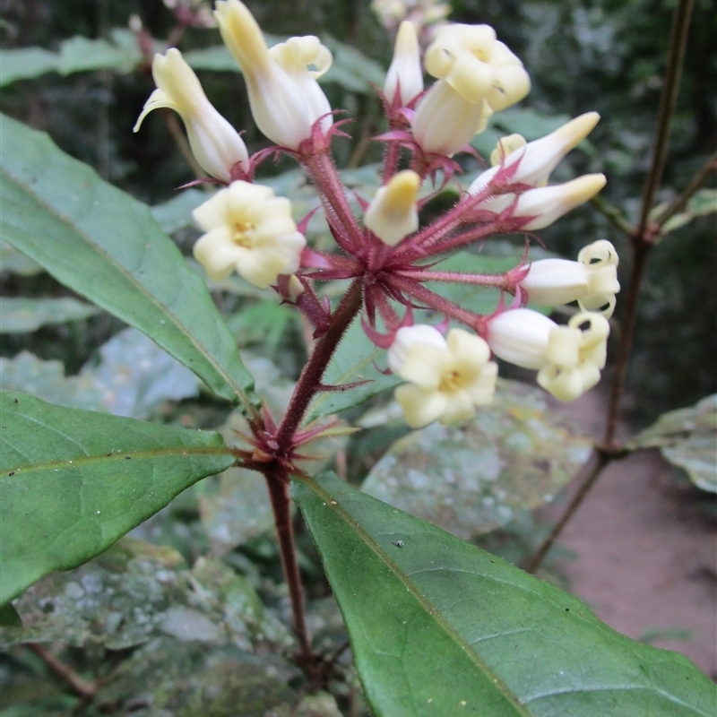 Pittosporum rubiginosum