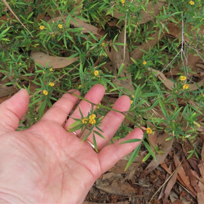 Stylosanthes (genus)