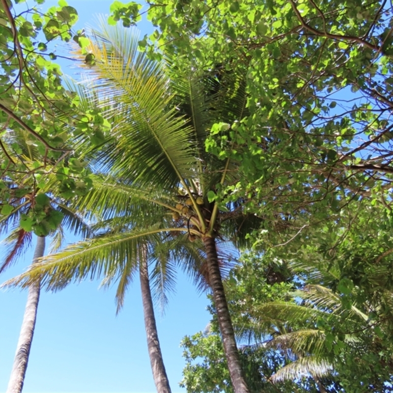 Cocos nucifera