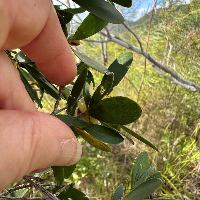 Neofabricia myrtifolia