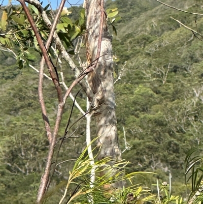 Melaleuca viridiflora