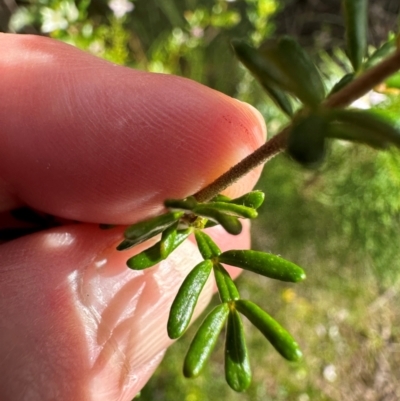 Boronia alulata