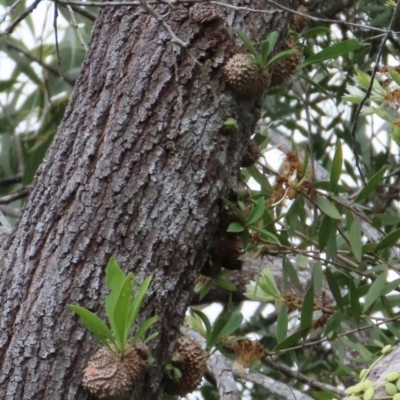 Myrmecodia beccarii