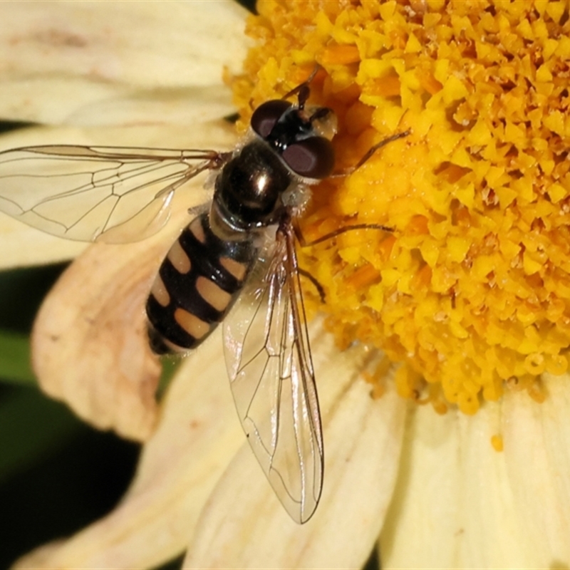 Melangyna collata