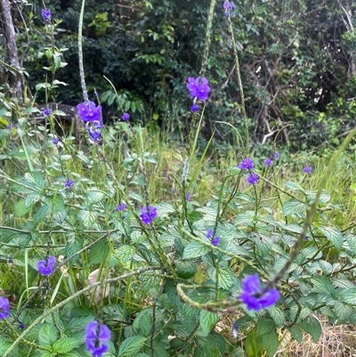 Stachytarpheta cayennensis