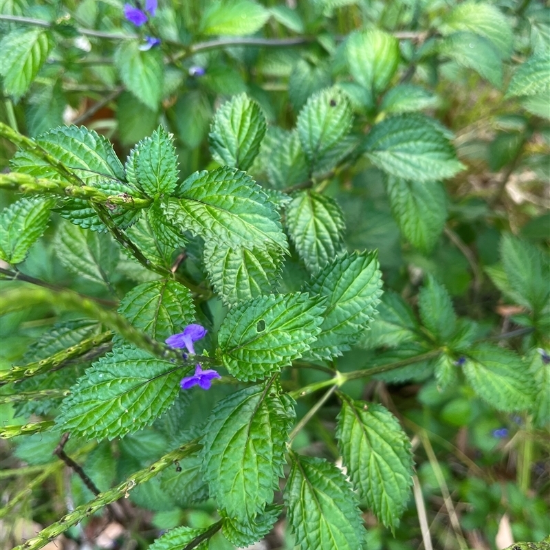 Stachytarpheta cayennensis