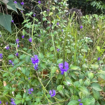 Stachytarpheta cayennensis