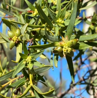 Pimelea microcephala subsp. microcephala