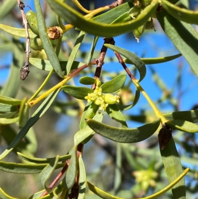 Pimelea microcephala subsp. microcephala