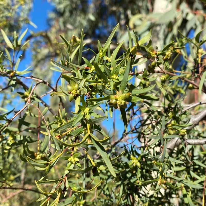 Pimelea microcephala subsp. microcephala