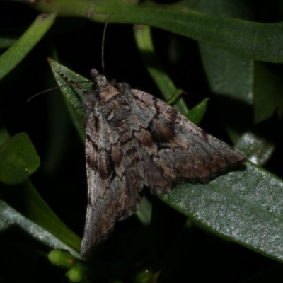 (Cymatophora) aspera