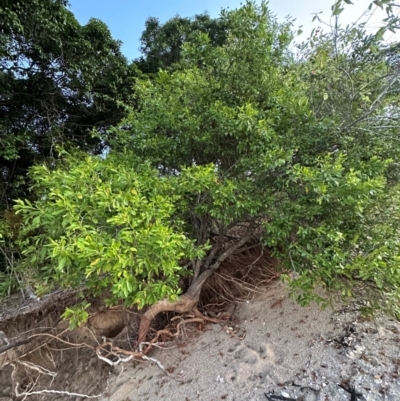 Capparis lucida