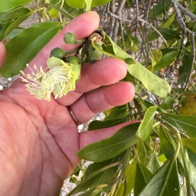 Capparis lucida