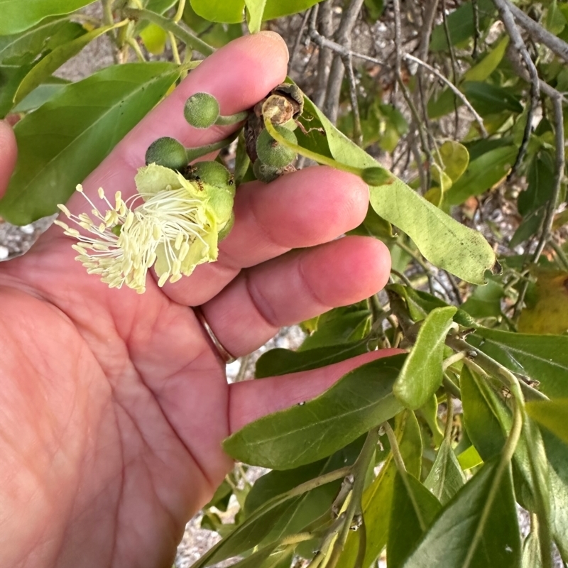 Capparis lucida