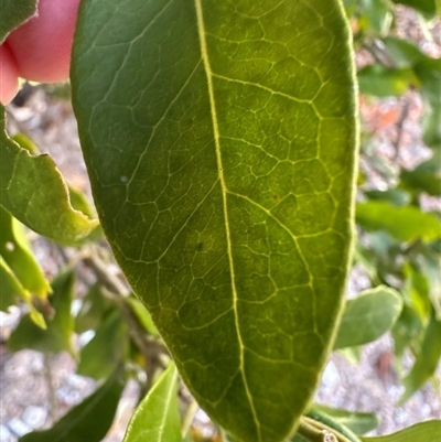 Capparis lucida