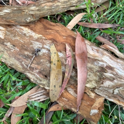 Melaleuca leucadendra