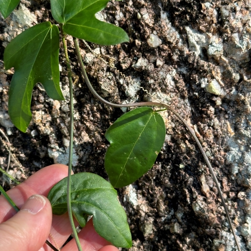 Passiflora aurantia