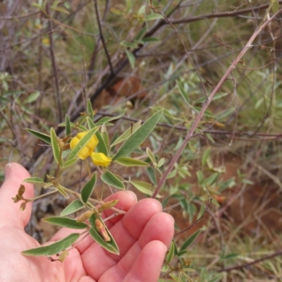 Cajanus acutifolius