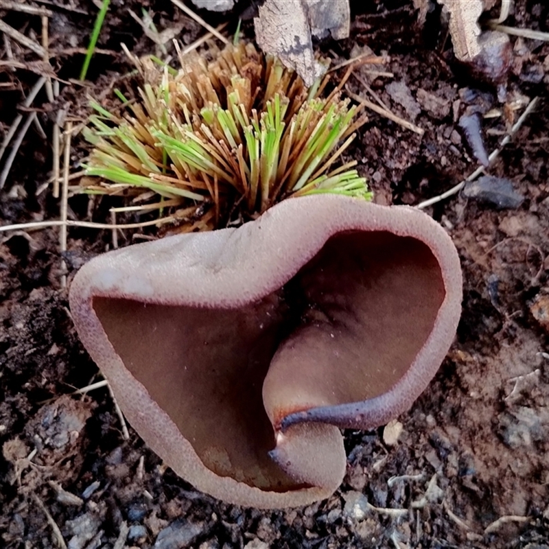 Peziza sp.
