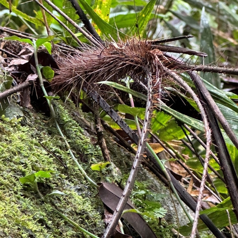 Calamus sp.