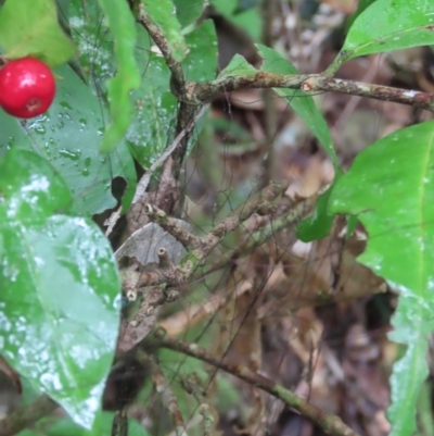 Ixora biflora