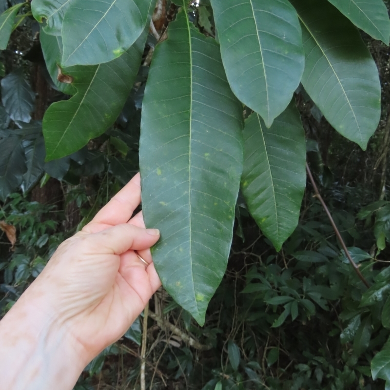 Alstonia spectabilis