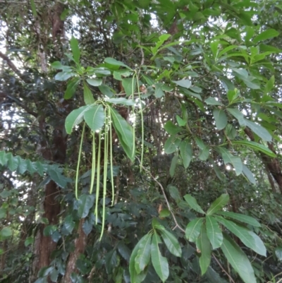 Alstonia spectabilis