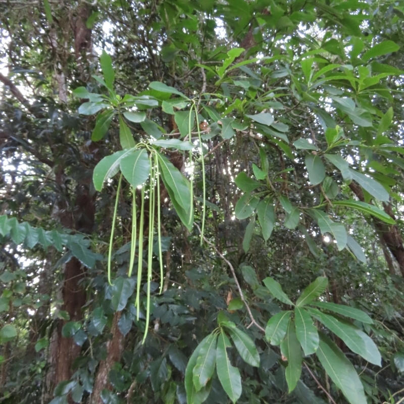 Alstonia spectabilis