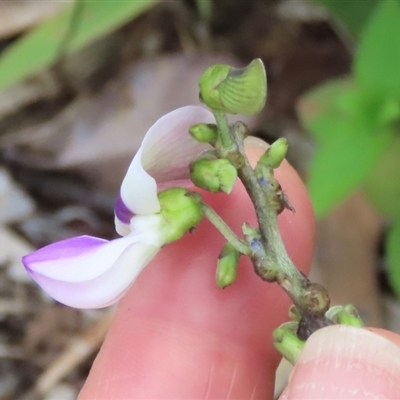 Neustanthus phaseoloides