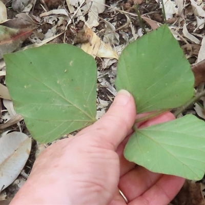 Neustanthus phaseoloides